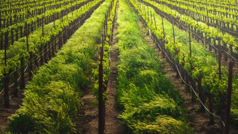 Geistliches Wachstum, Blick auf einen Weinstock